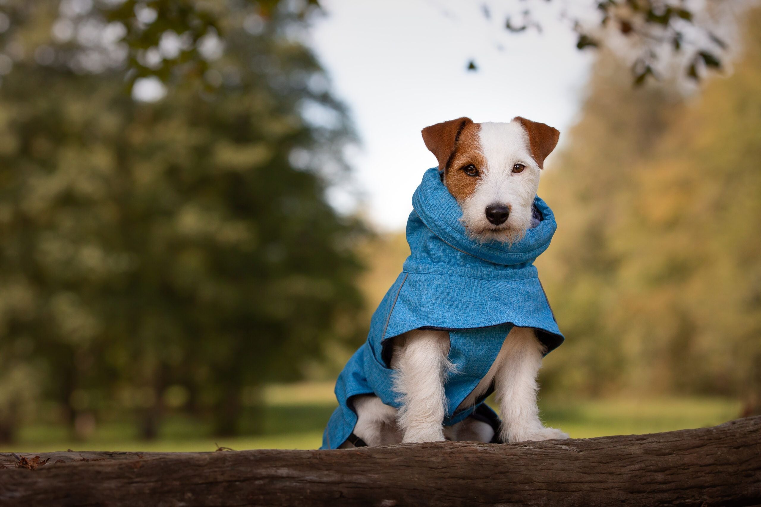 Waterproof dog jacket - Hiking Everest 