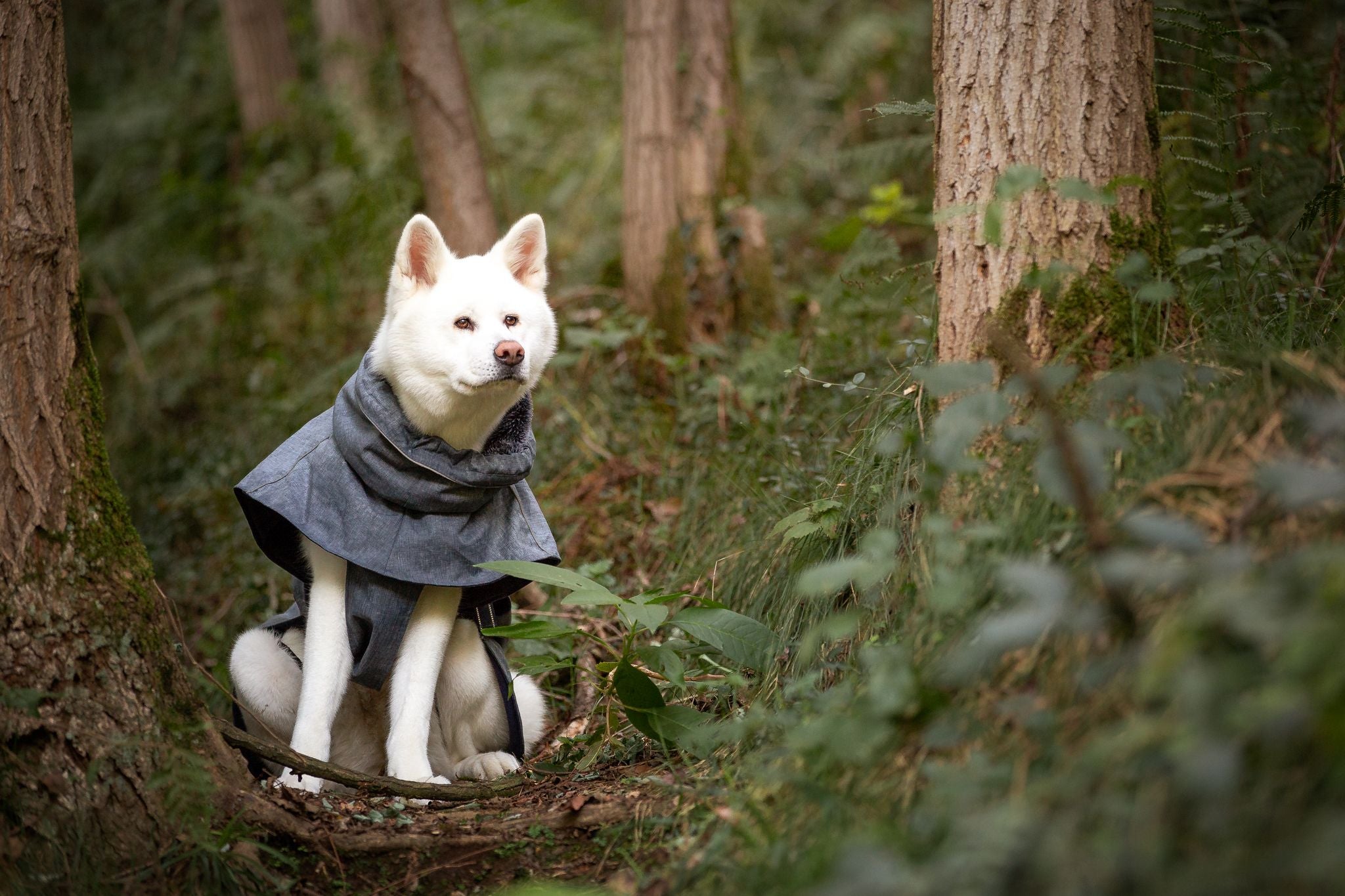 Raincoat for Dogs Hiking Everest