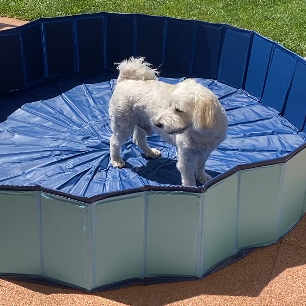 Dog pool - Explorer