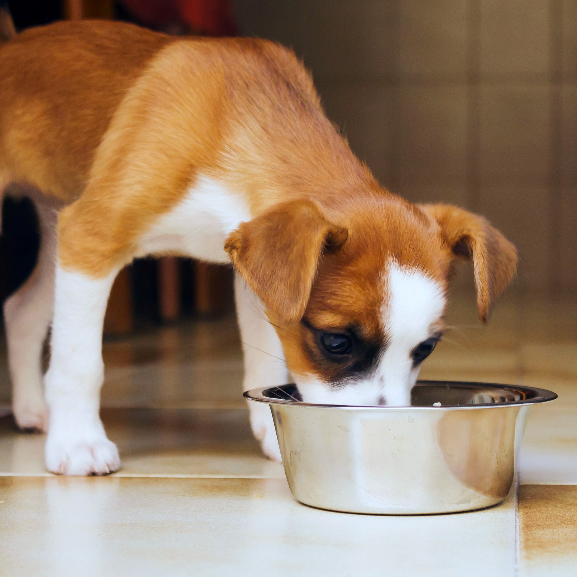 Stainless steel bowl - Dos