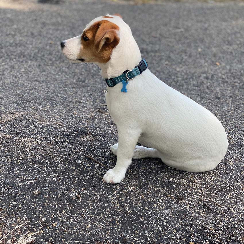 Bobby Safe Guinzaglio per Cani