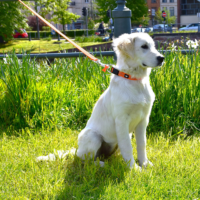 Bobby Safe Guinzaglio per Cani