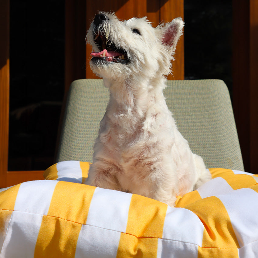 Cuscino per cani imbottito fantasia righe giallo/blu
