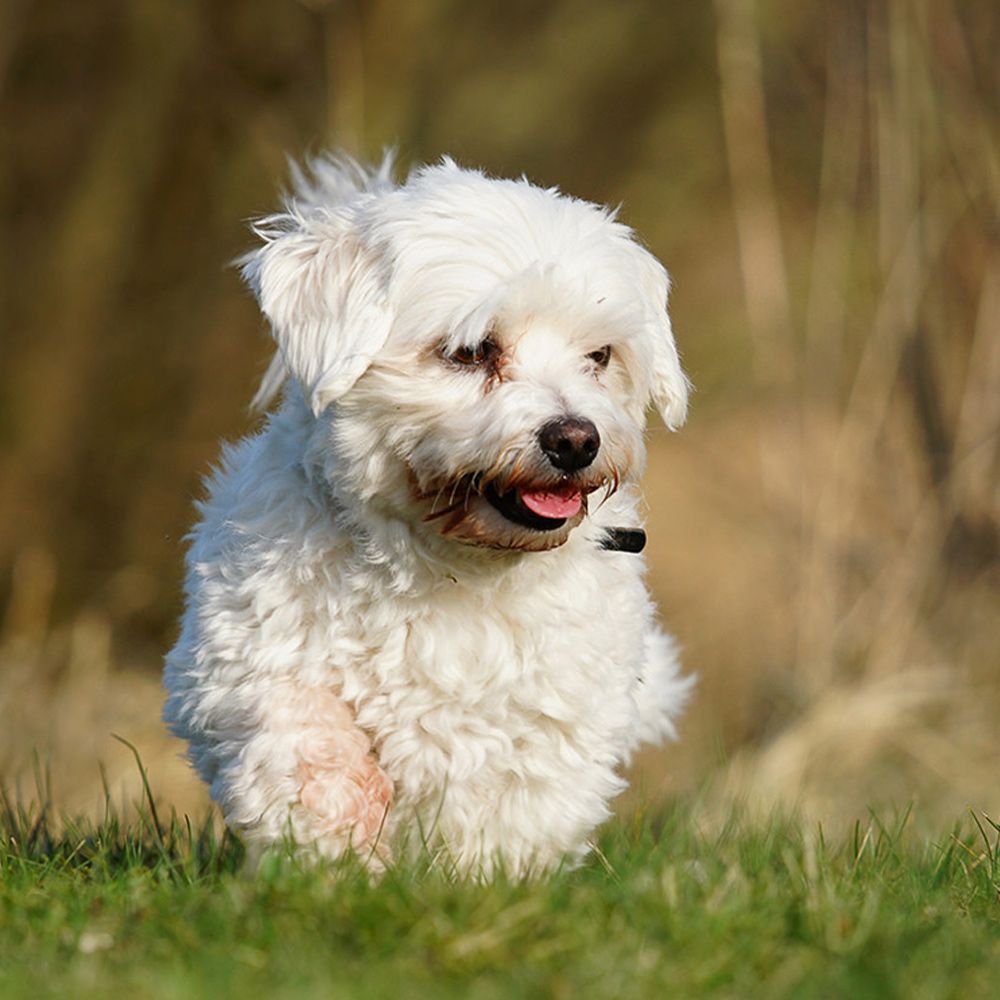 Champú para mascotas White Cloud de Gill's