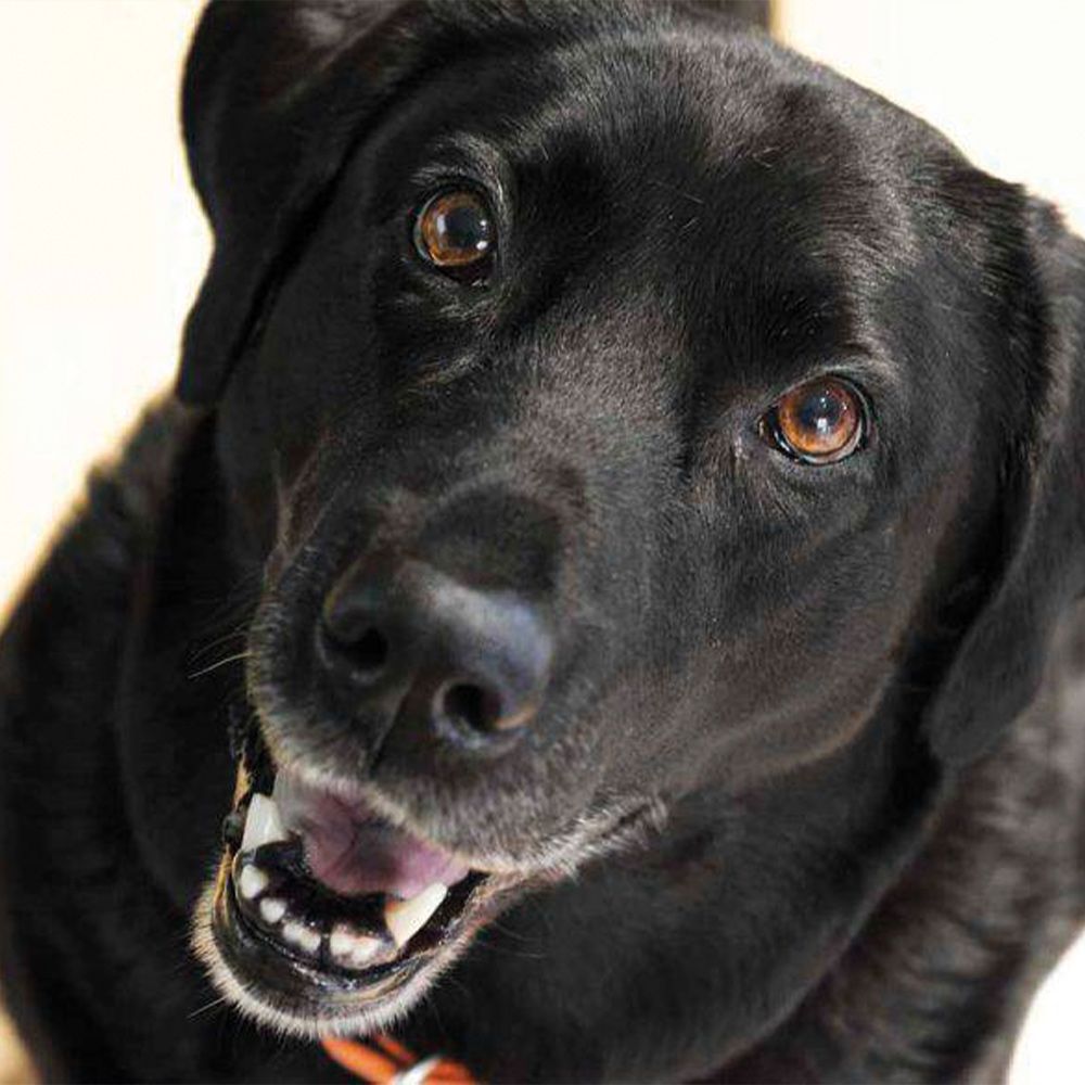 Shampoo für schwarzhaarige Hunde – Gill's Nuvola Nera 