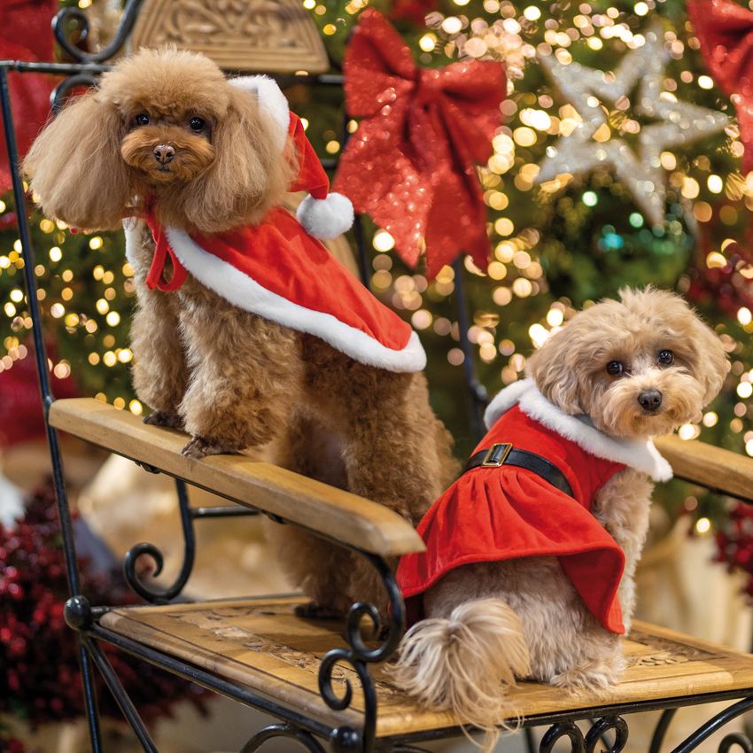 Vestito Natale per cane Xmas Santa