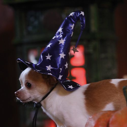 Sombrero de animal Tricky Whizard