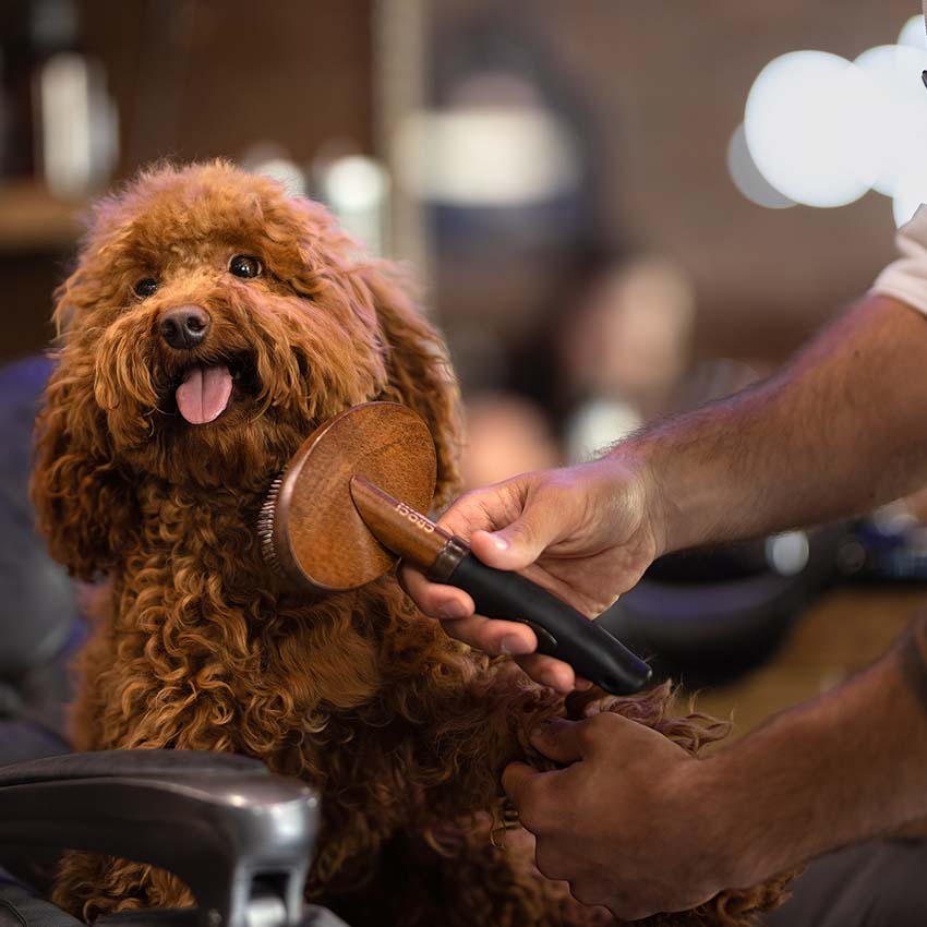 Cardatore per cani Barbershop