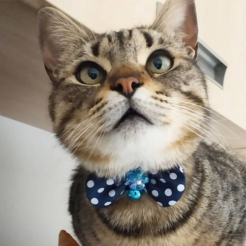 Bow Tie Collar for Cats - Assorted Colours