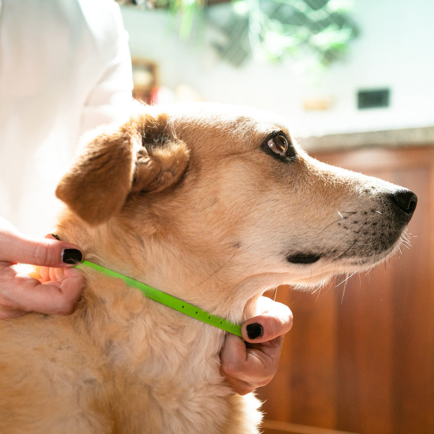 Neem Oil Collar for Dogs Niki Natural Defense 