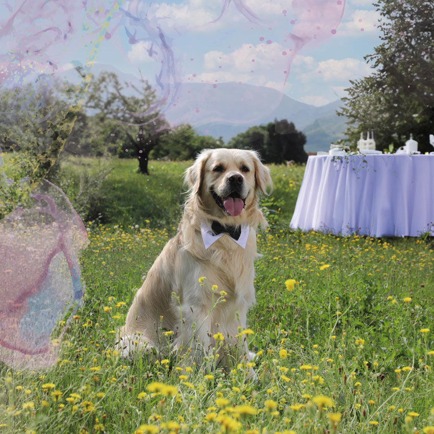 Dog collar with collar and bow tie Ceremony - Tuxedo