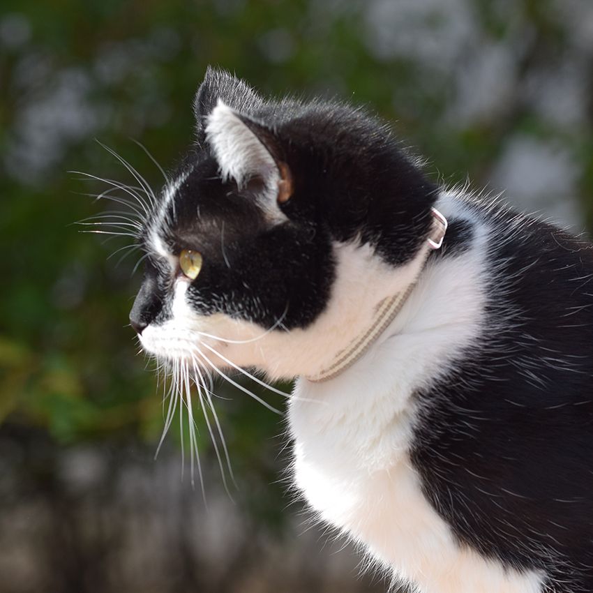 Collare per gatto Bobby Stripe