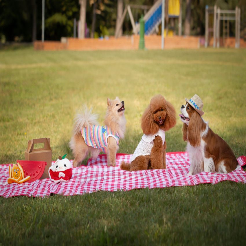 Manta de picnic - Patrón Sally