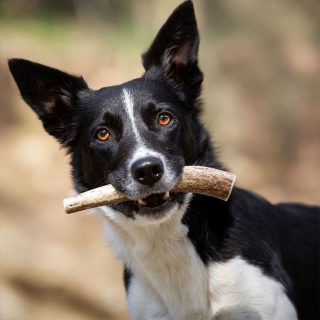 Corna di Cervo per cani: snack naturale e pulizia dei denti