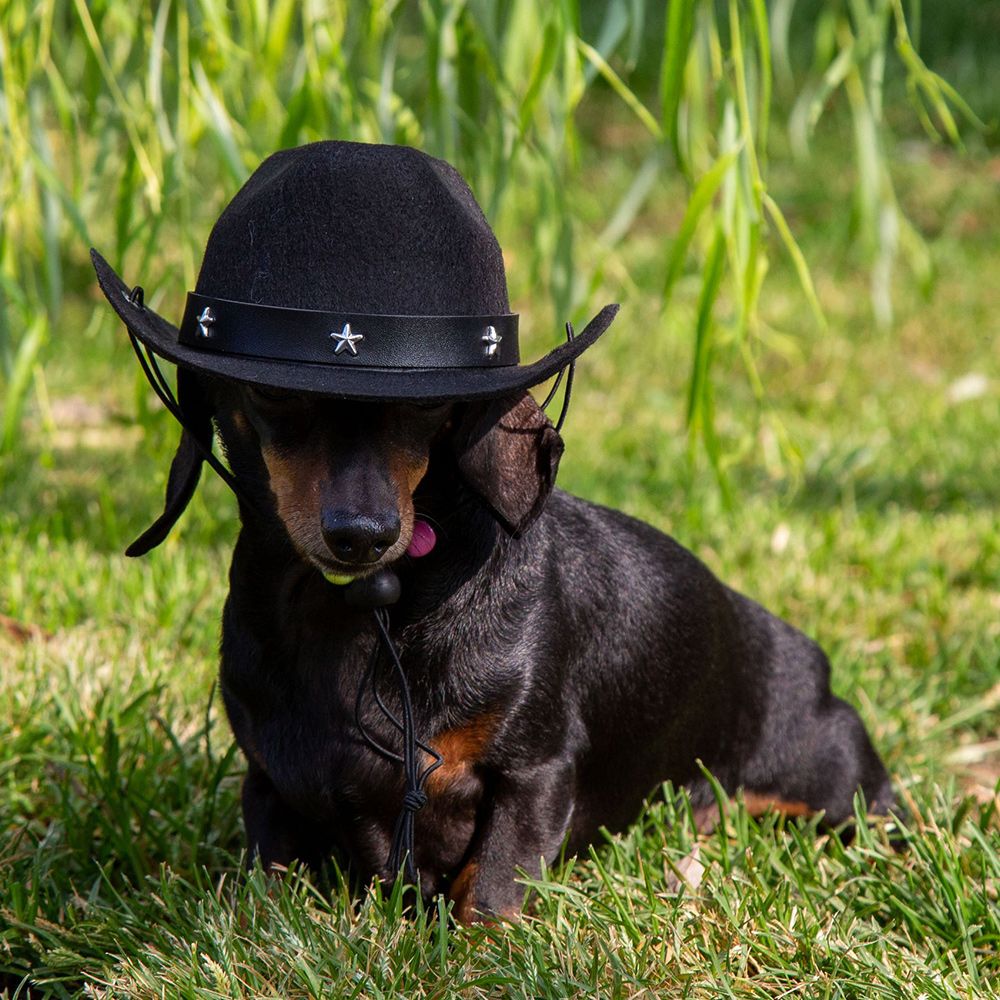 Chapeau de cowboy pour chiens