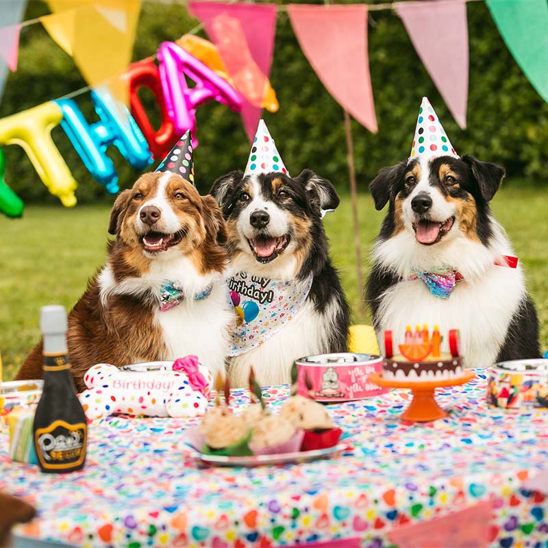 Pet's Party - accessori compleanno pets