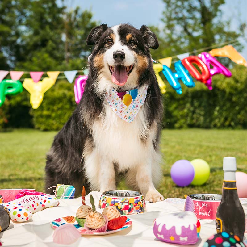 Pet's Party - accessori compleanno pets