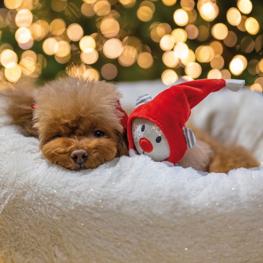 Cuccia per cane XMas Snowball