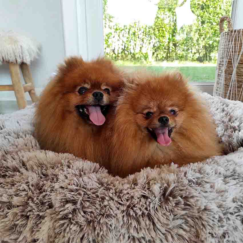 Anti-stress dog bed Bobby - Poilu