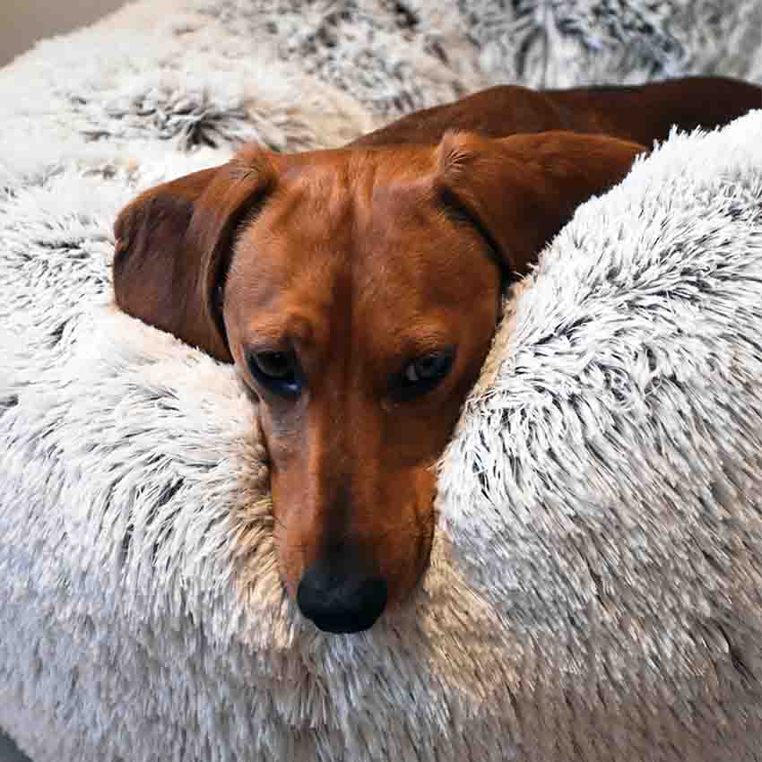 Cuscino per cani antistress Bobby - Poilu