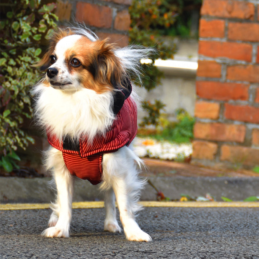 Hundejacke Bobby - Rayé