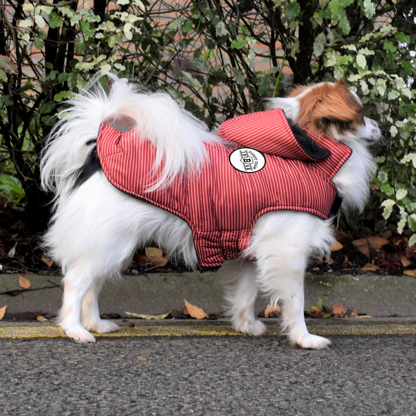 Hundejacke Bobby - Rayé