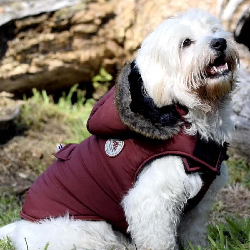 Alaska: giubbotto per cani Bobby