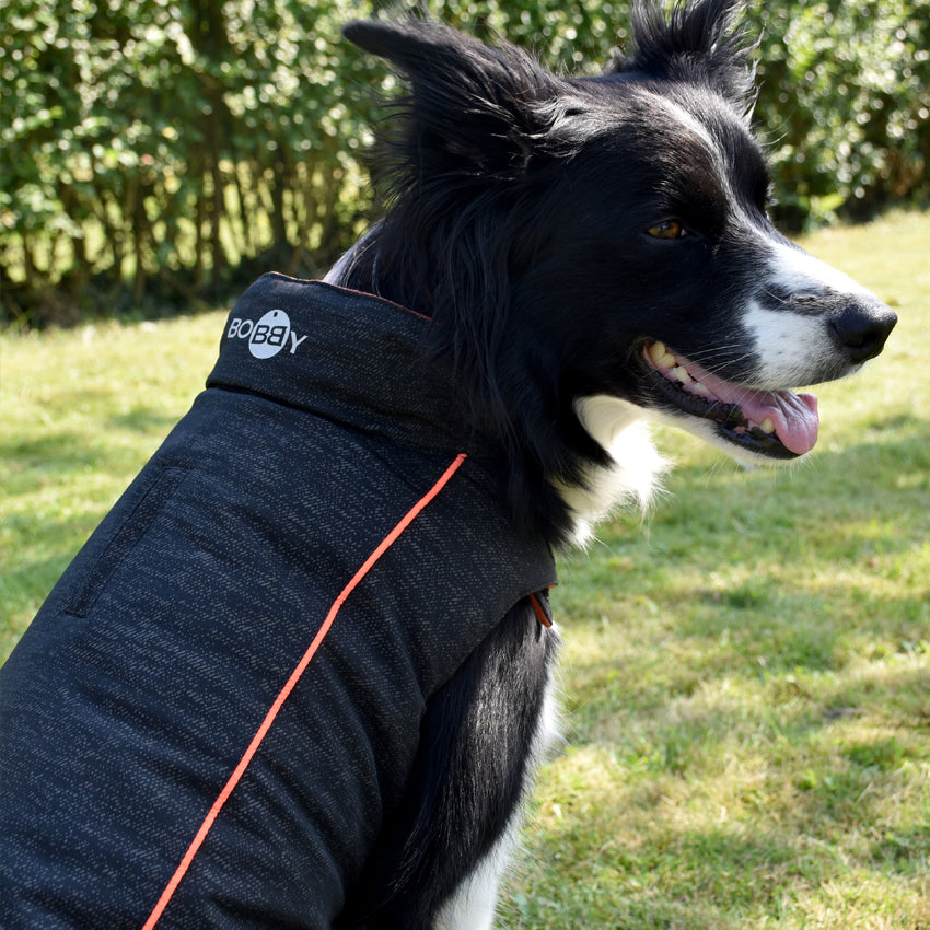 Bobby dog ​​jacket - Smart