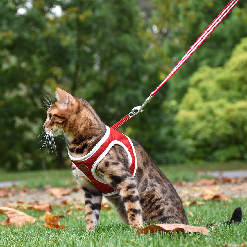 Guinzaglio gatto e pettorina Bobby - Stripe