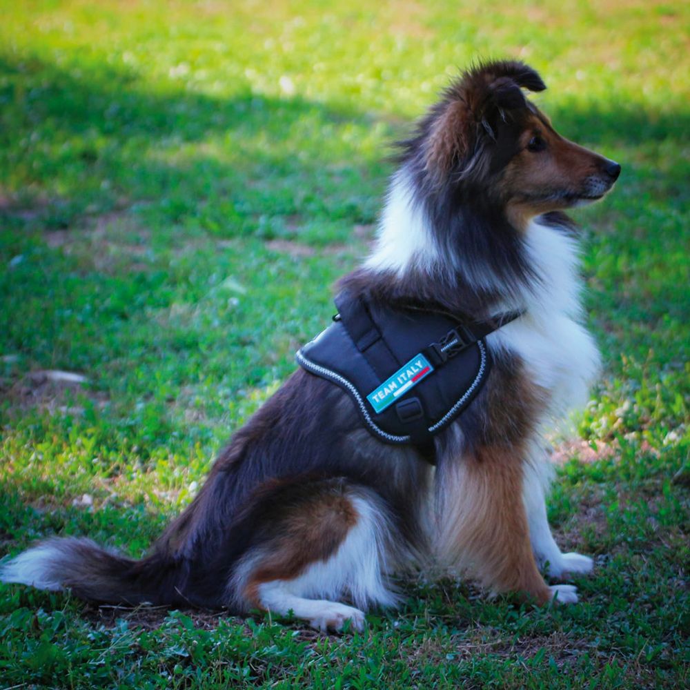 Pettorina per cani Hiking - Basic