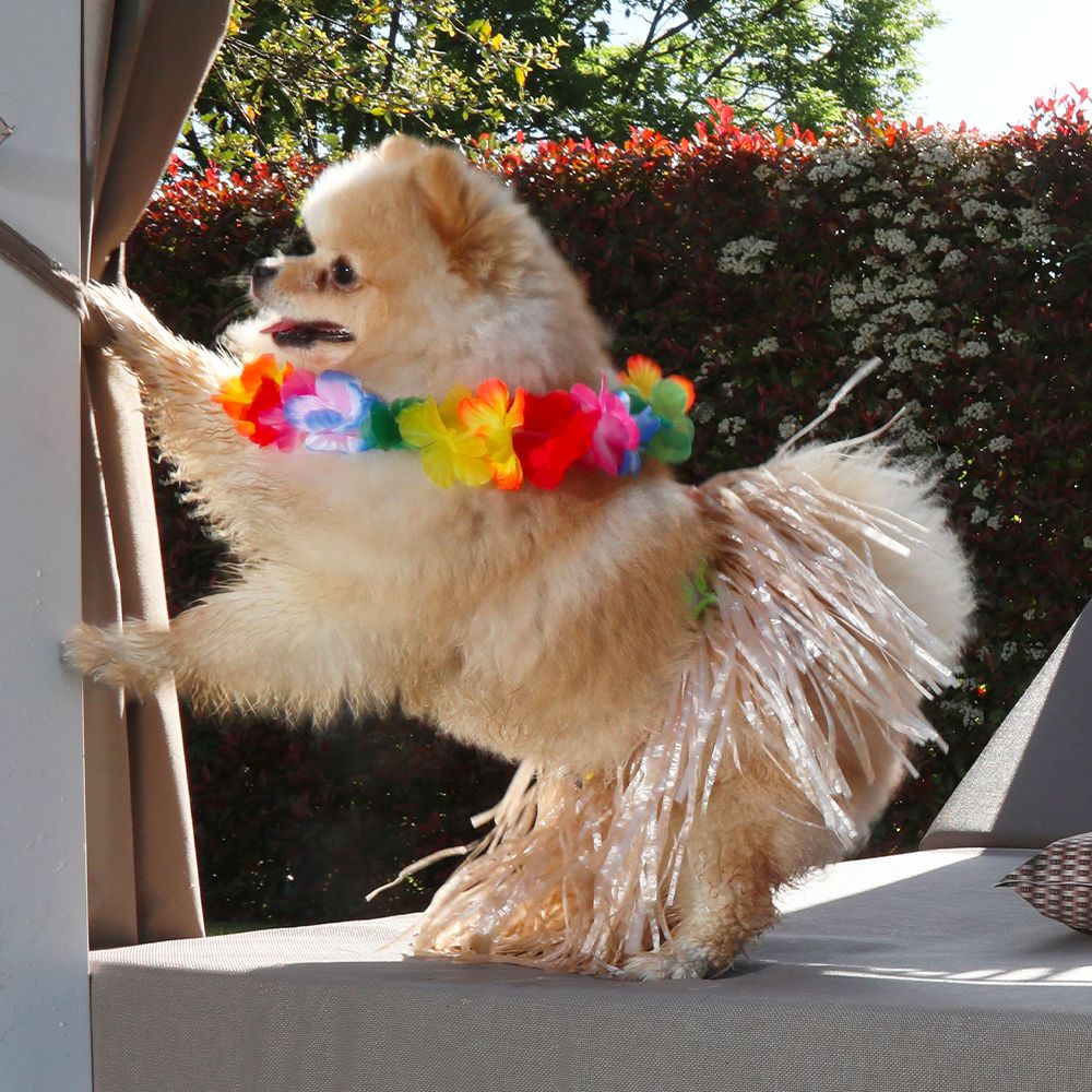 Hula Skirt for Dog