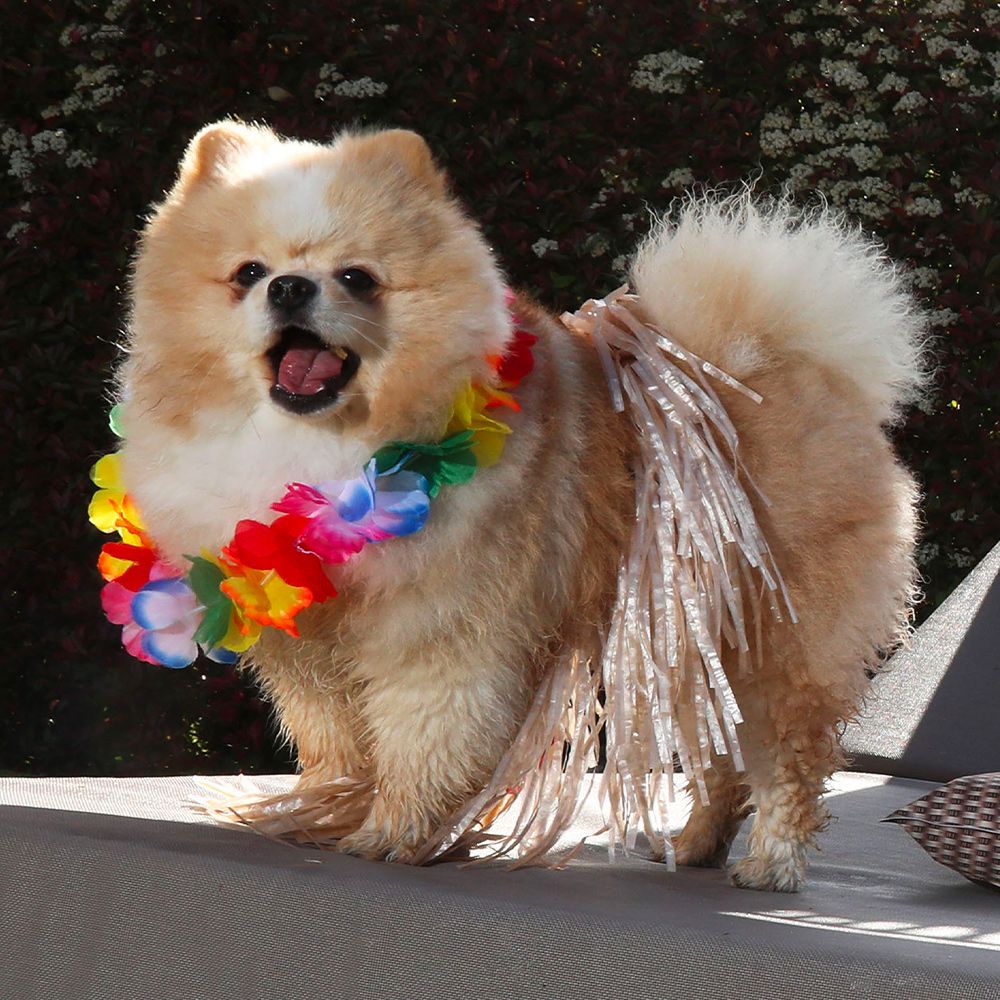 Hula Skirt for Dog