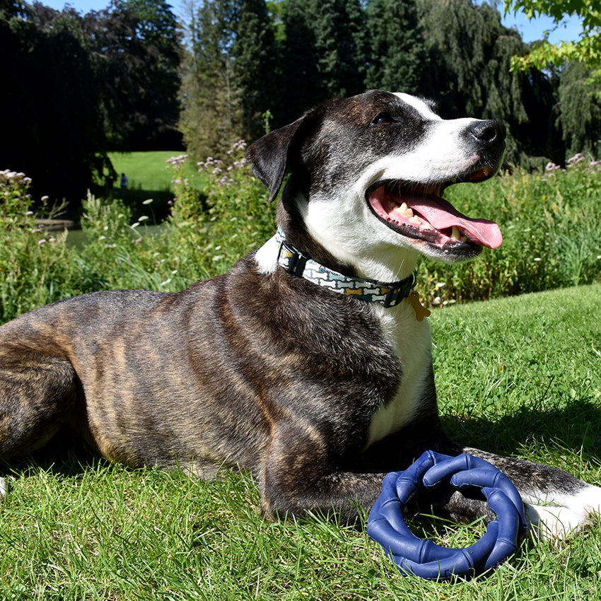 Jouet pour chien en caoutchouc Bobby - Bambou