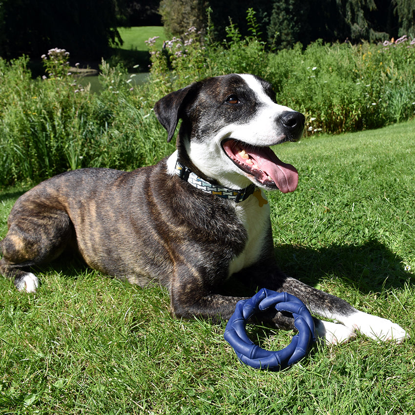 Jouet pour chien en caoutchouc Bobby - Bambou