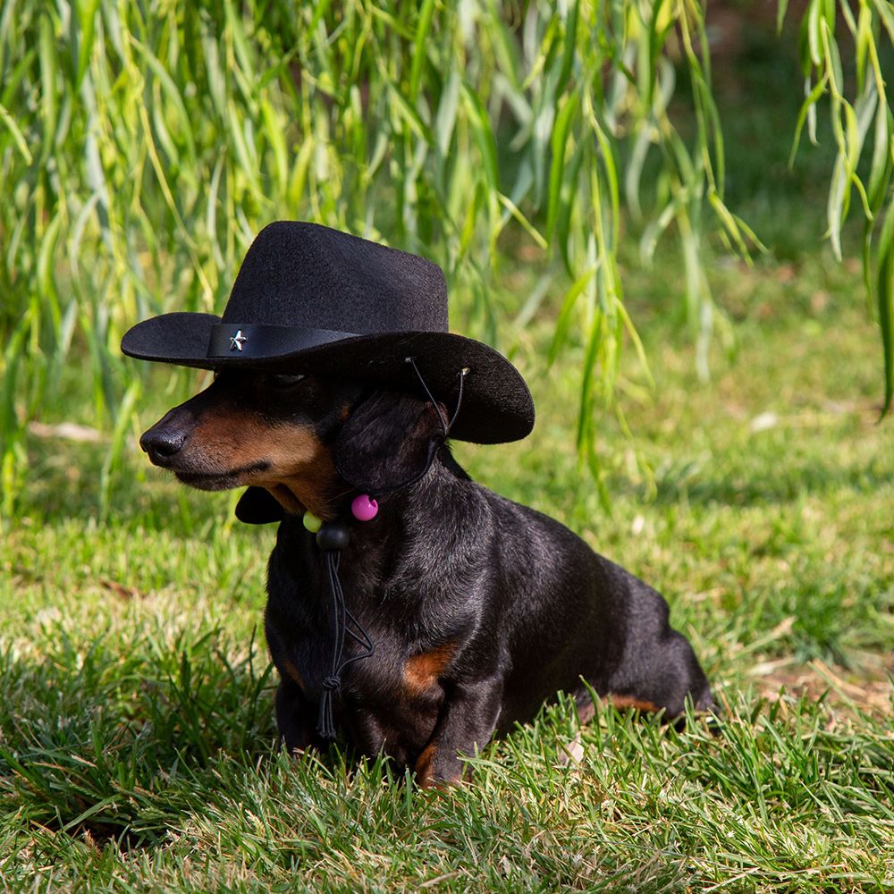 Sombrero de vaquero para perros