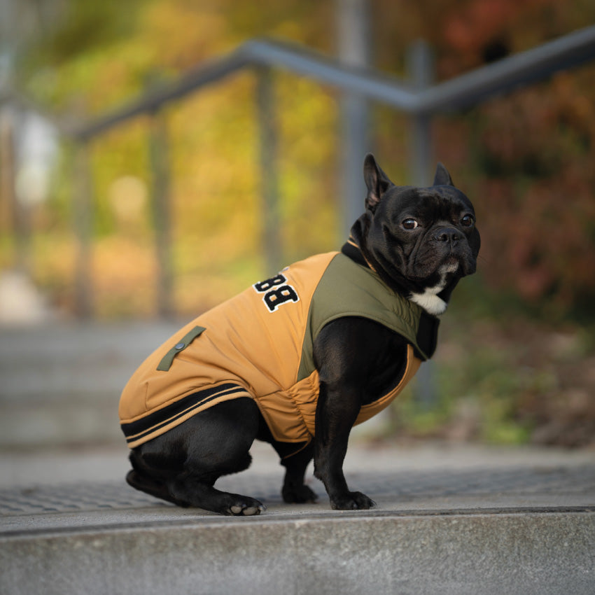 Bomber per cani Bomber School imbottito con interno in pile e collo regolabile, ideale per molossi e cani grandi