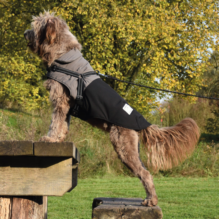 Manteau Tour per cani imbottito con pettorina regolabile e cintura riflettente