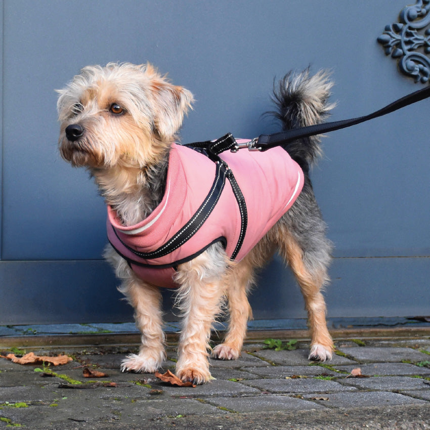 Cappotto per cani con imbracatura integrata, zip posteriore e dettagli riflettenti