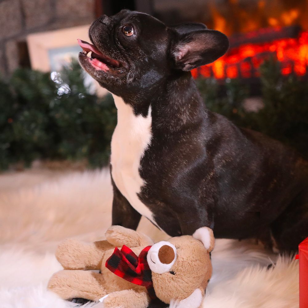 Kuscheltier für Hunde - Mein Teddy