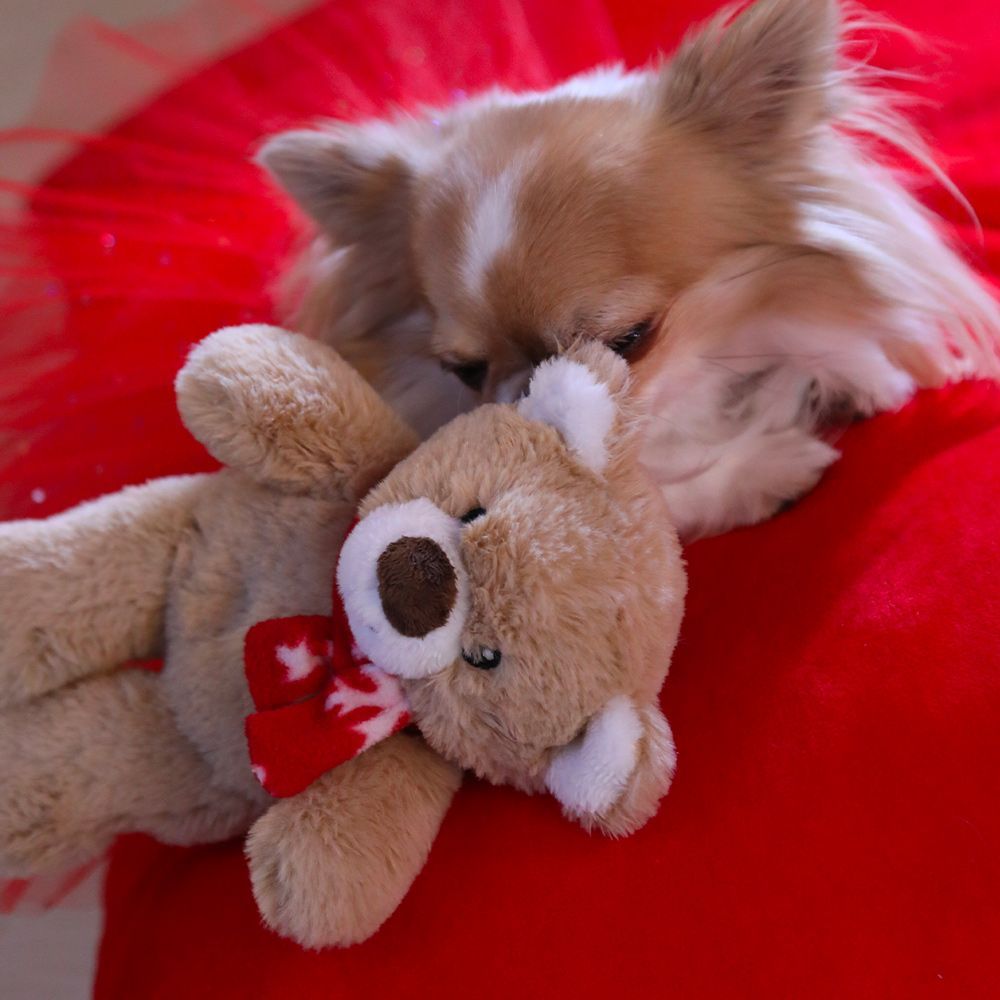 Kuscheltier für Hunde - Mein Teddy