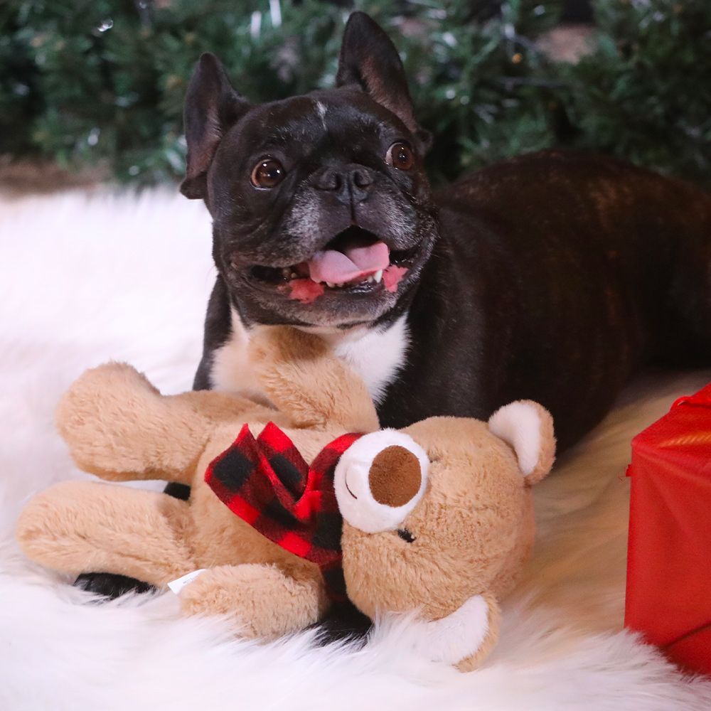 Kuscheltier für Hunde - Mein Teddy