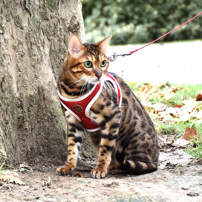 Guinzaglio gatto e pettorina Bobby - Stripe