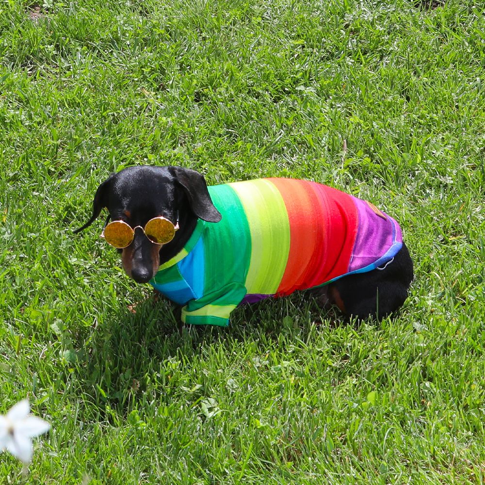 Regenbogen-T-Shirt für Hunde