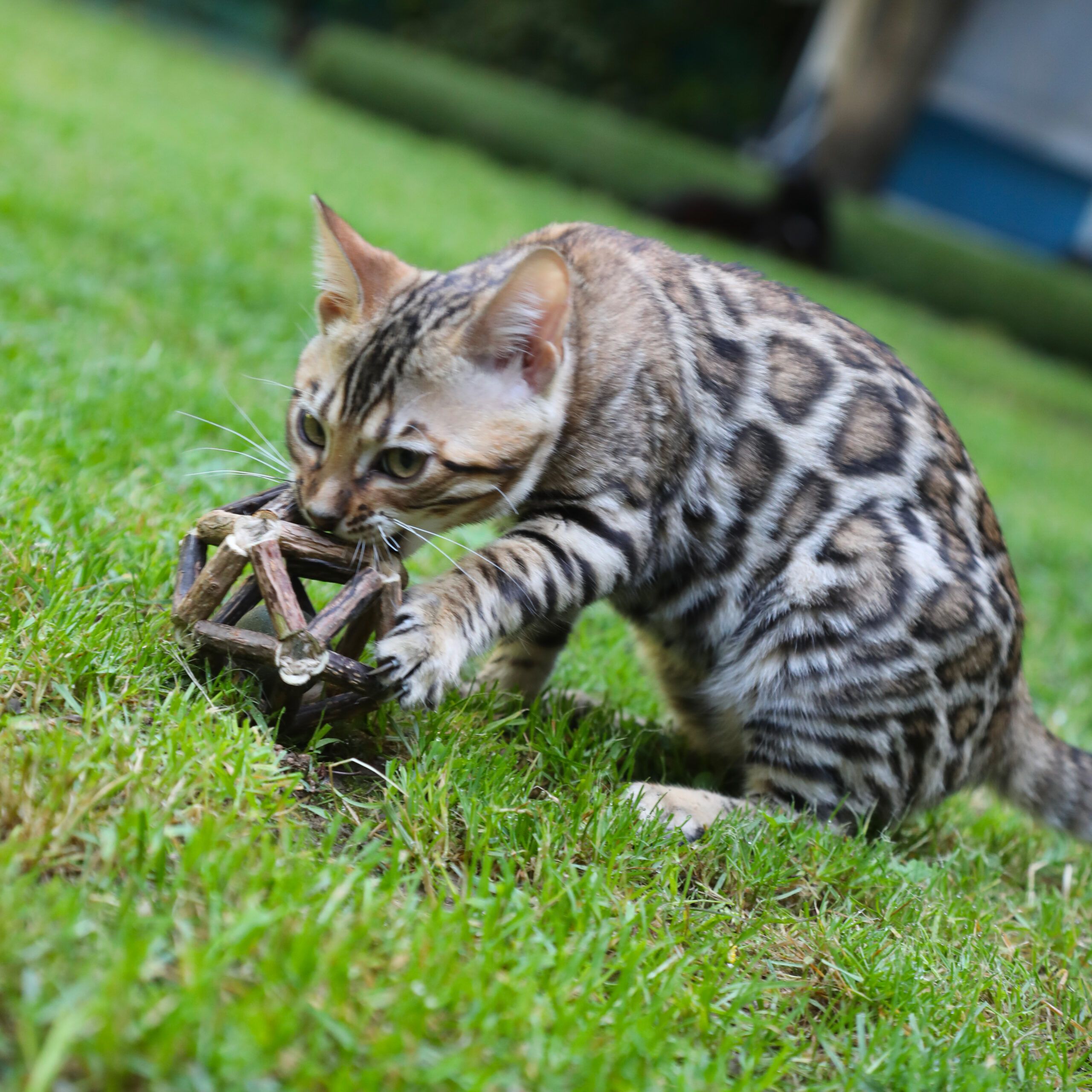 Jeu de balle à chat avec balle à herbe à chat - Euphoria