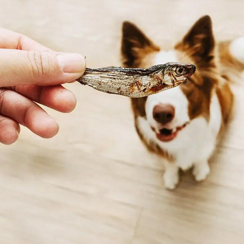 Snack pour chien aux anchois séchés - Niki Natural Barf