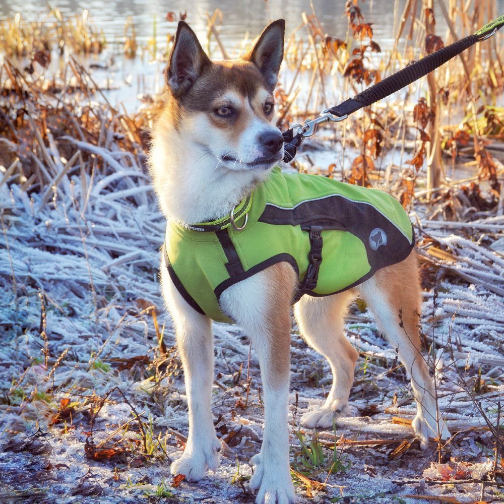 Manteau de neige de randonnée imperméable pour chiens