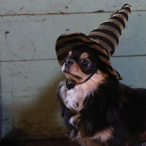 Gorro Tricky Glitter para Animales