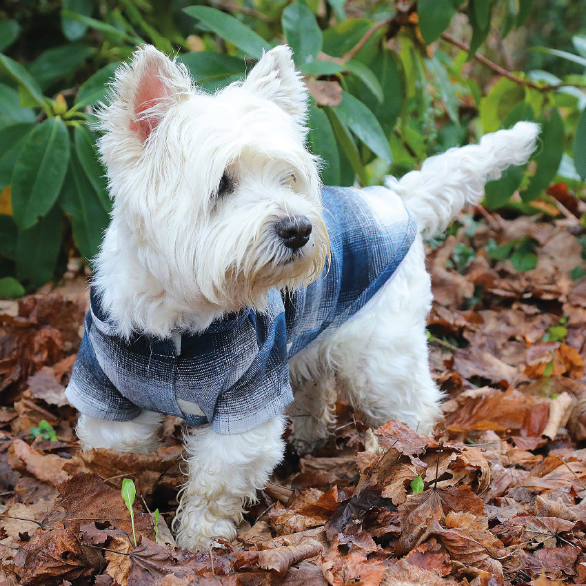 Camicia per cani con velcro, elegante e comoda da indossare