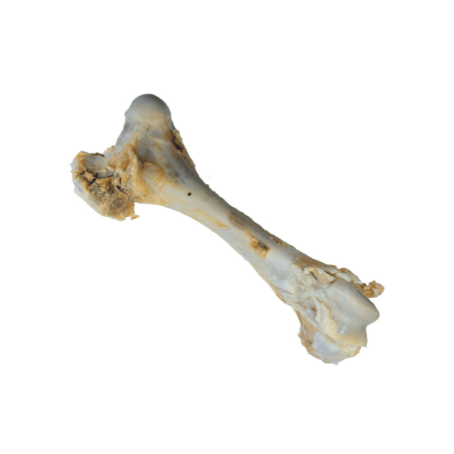osso di bufalo