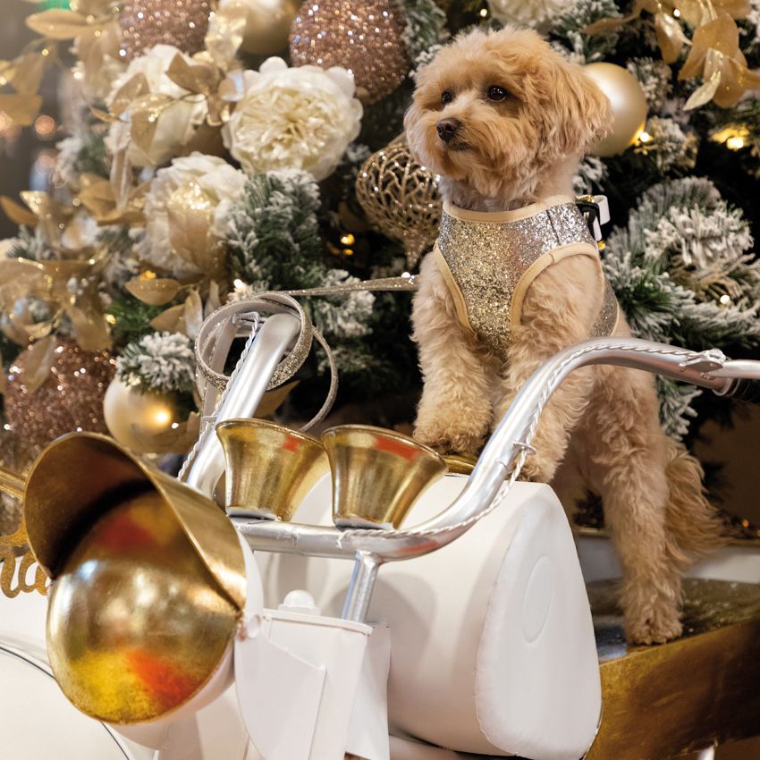 Pettorina cane Xmas Gold Dream